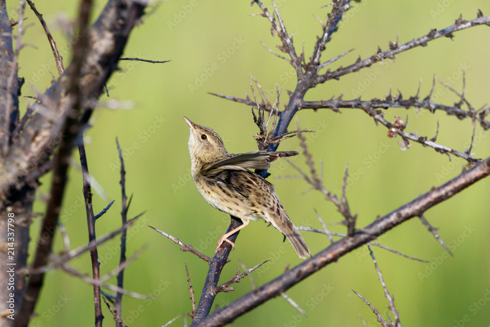 Grasshopper Warbler (Locustella naevia) Grasshopper Warbler (Locustella naevia)