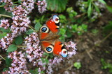 Butterfly on flowers of oregano