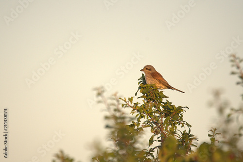 Schilderij op canvas red-backed shrike in the nice nature