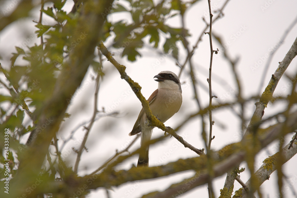 red-backed shrike in the nice nature