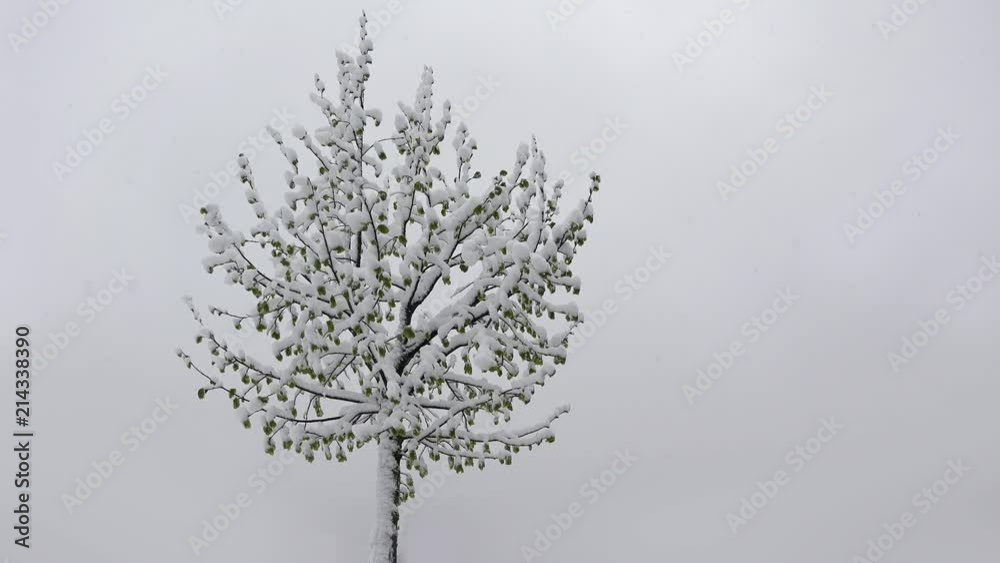 Spring lonely tree with small green leaves covered by the snow of late winter Spring lonely tree with small green leaves covered by the snow of late winter