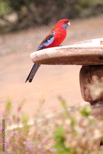 Red Lorikeet perched on feeder 