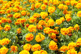 Yellow marigold background