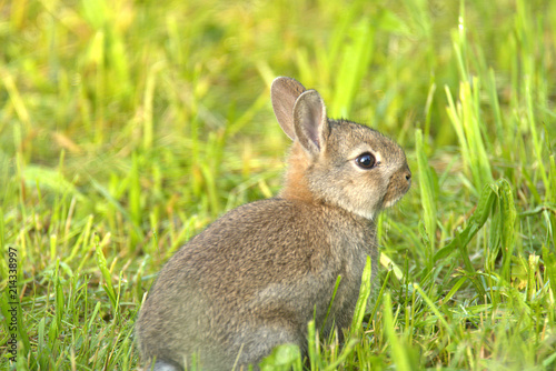 wonderful rabbit in the meadow © Kevin