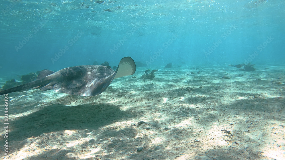 snorkeling in a lagoon with fish ray, French Polynesia