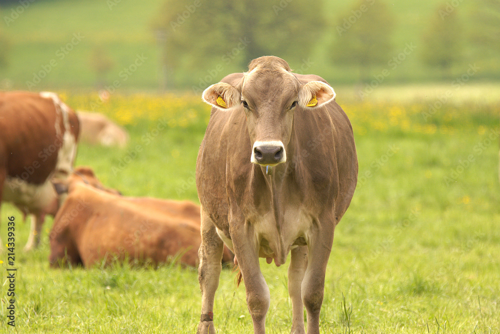 nice cows in the nature