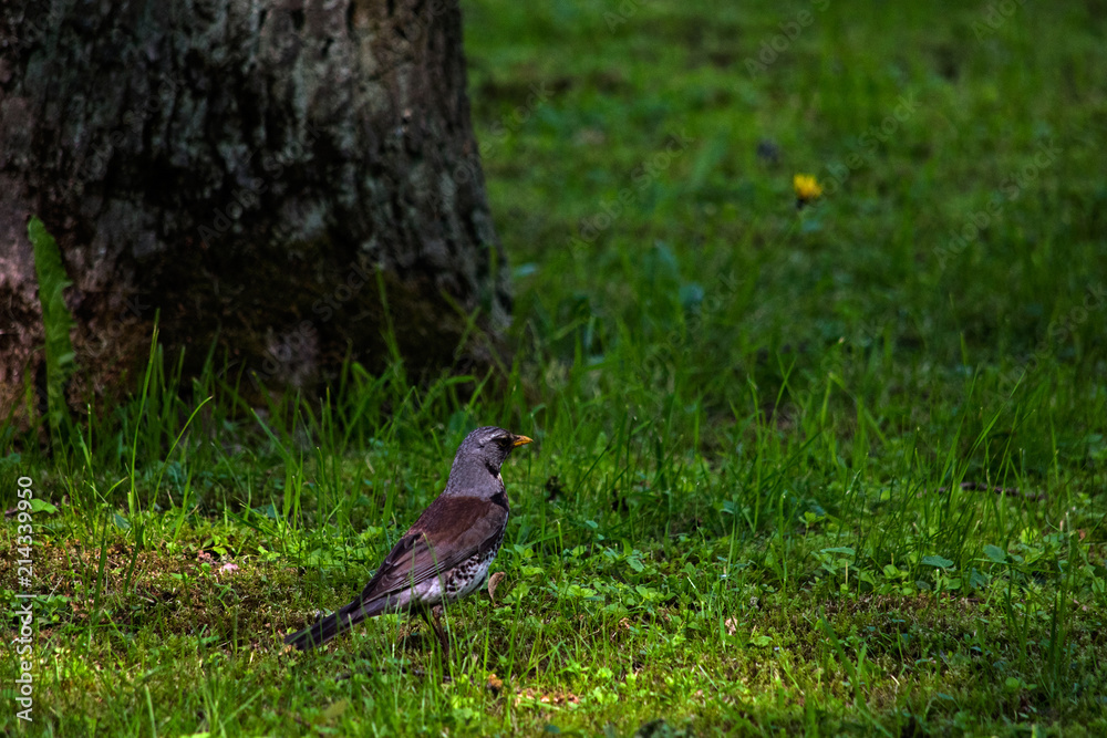 Thrush in a tree in the forest Thrush in a tree in the forest
