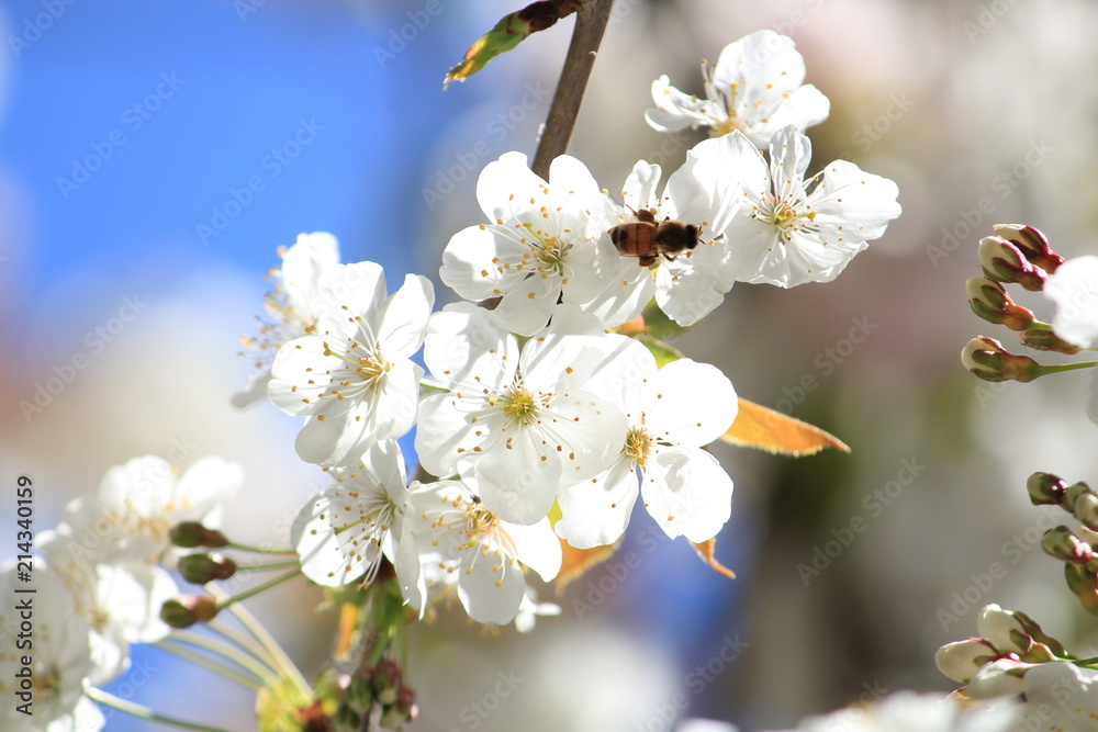 White Blossoms on Blue with Bee White Blossoms on Blue with Bee