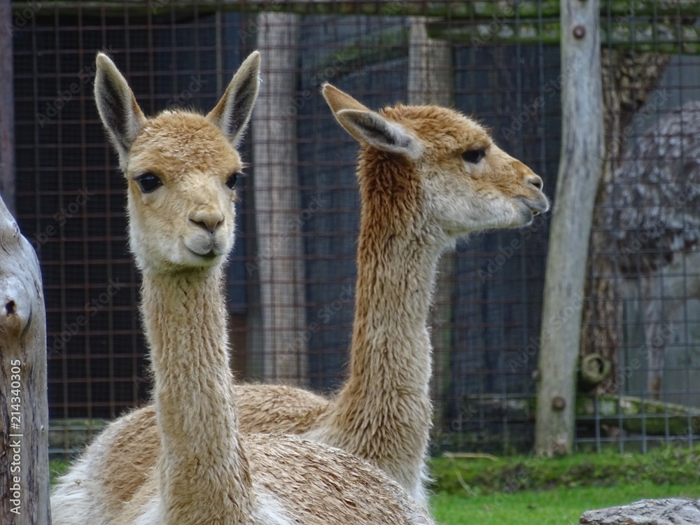Fototapeta premium The animals are looking forward and sideways