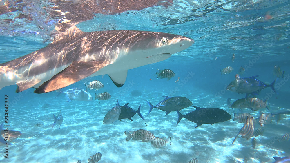 Fototapeta premium snorkeling in a lagoon with sharks, French Polynesia