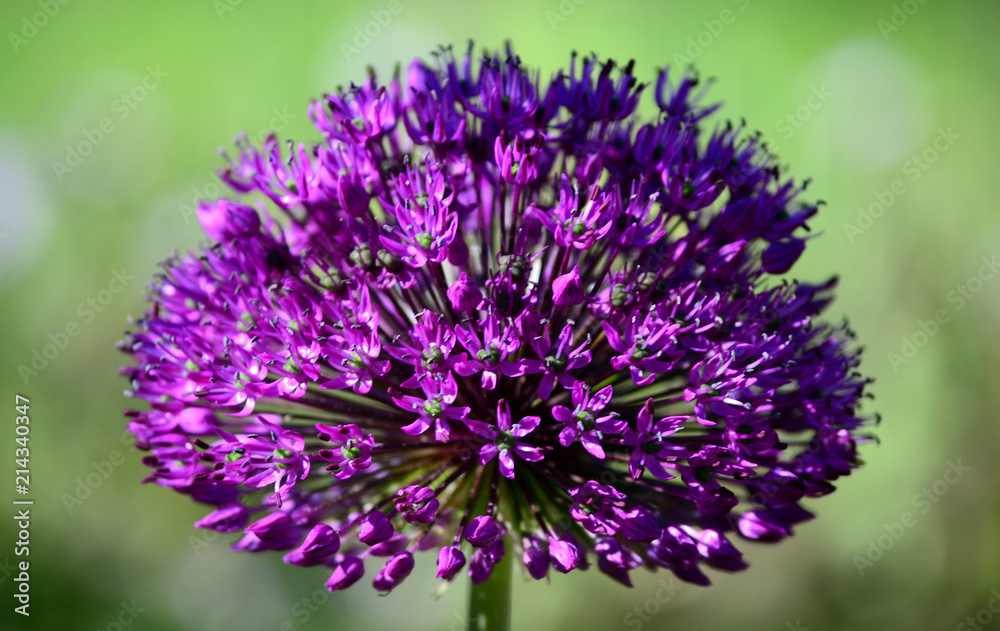 Fototapeta premium Allium 2
