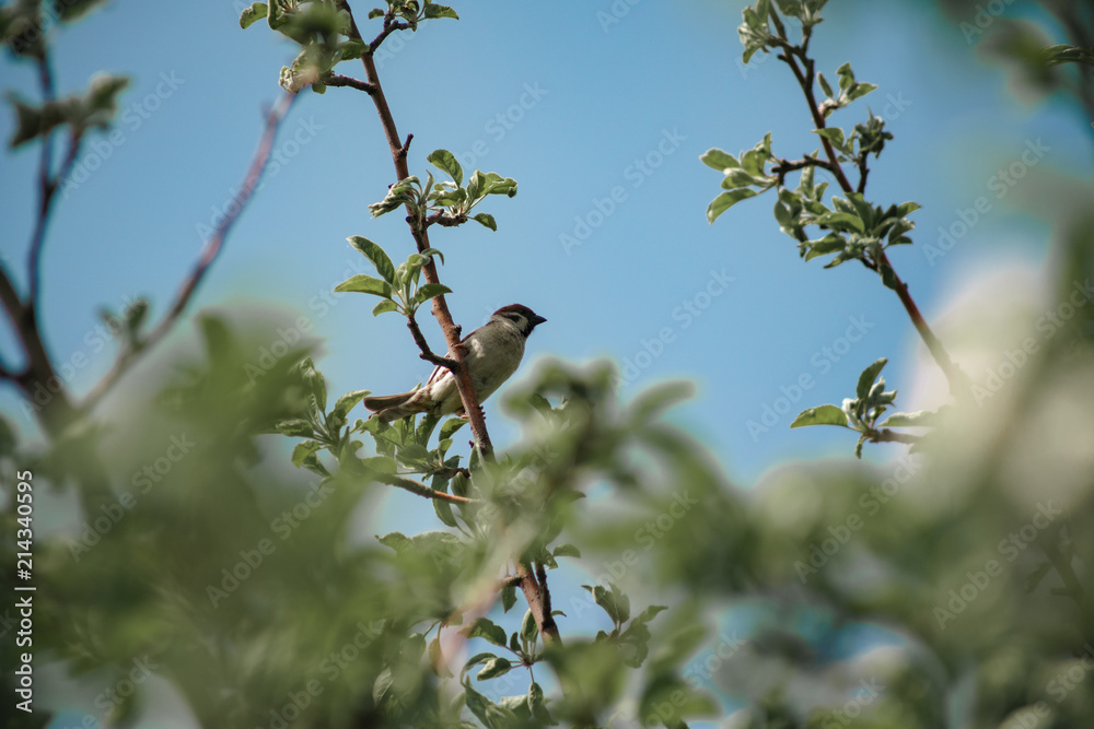 a sparrow on the branches of an apple tree a sparrow on the branches of an apple tree