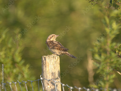 netter wendehals vogel auf dem lechfeld photo