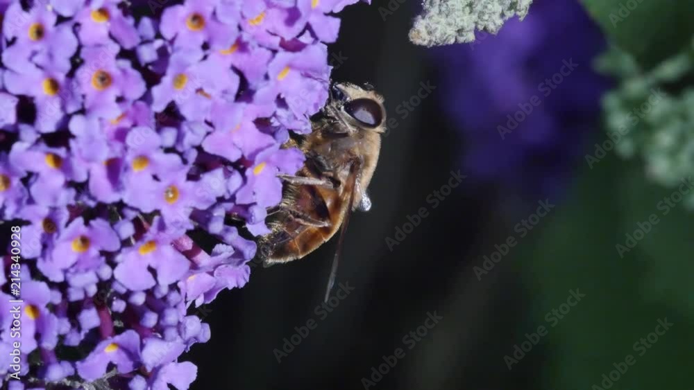 abeille en gros plan butinant(4k video)