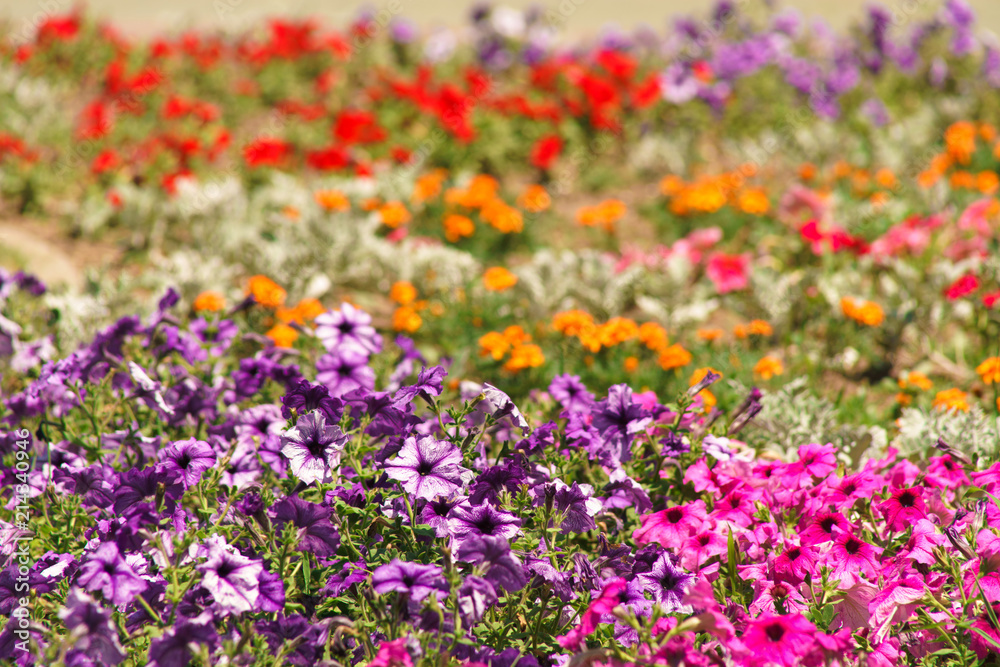 flowers on a city flowerbed