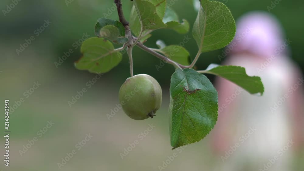 Fresh Organic Apples hanging on Branch of apple tree in a garden. Little girl on the background. Fresh Organic Apples hanging on Branch of apple tree in a garden. Little girl on the background.