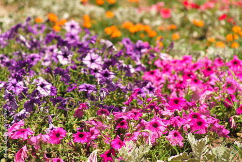 flowers on a city flowerbed
