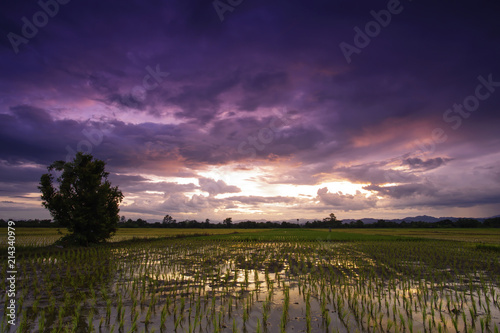 Landscape rice paddies at sunset