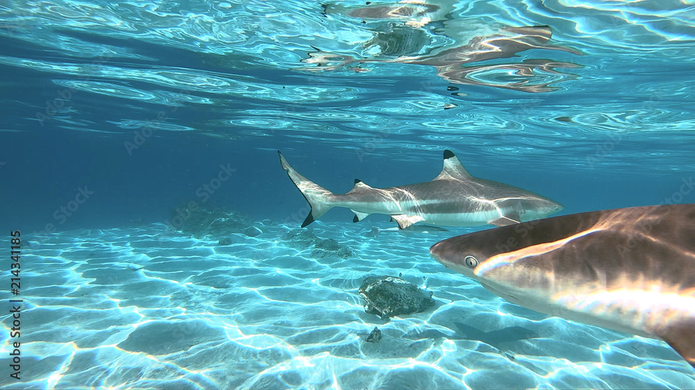 Obraz premium snorkeling in a lagoon with sharks, French Polynesia