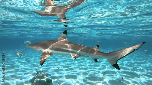 snorkeling in a lagoon with sharks  French Polynesia