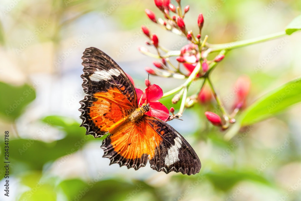 A fragile orange bright butterfly collects nectar on a pink flower. A fragile orange bright butterfly collects nectar on a pink flower.