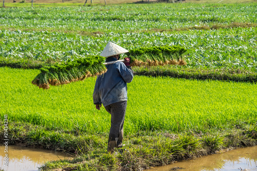 Fotografia Laos - Reis Aussaat bei Champasak