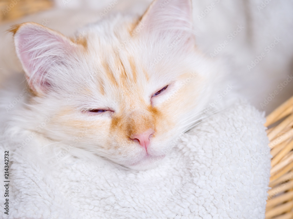 Portrait einer entspannten Katze auf ihrer Decke