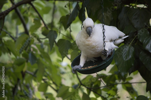 Cockatoo Balancing in Birdfeeder