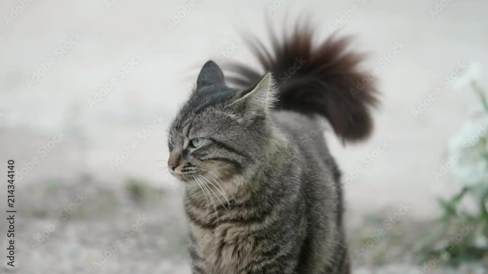 Beautiful cat with fluffy moving tale, looking with green eye to camera, posing, child caressing pet Beautiful cat with fluffy moving tale, looking with green eye to camera, posing, child caressing pet