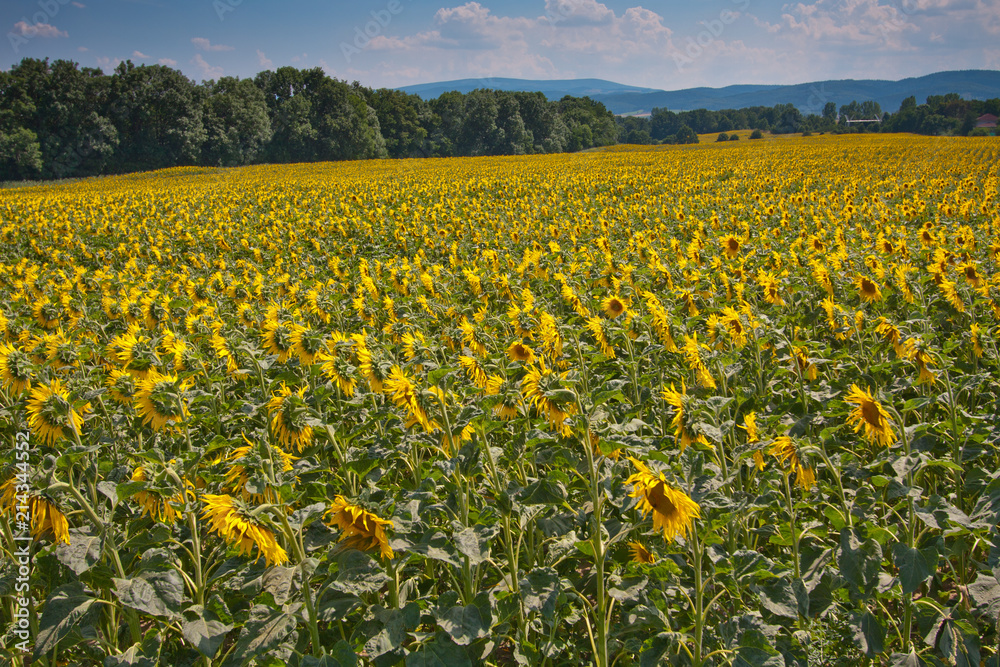 Field of sunflowers in Poland