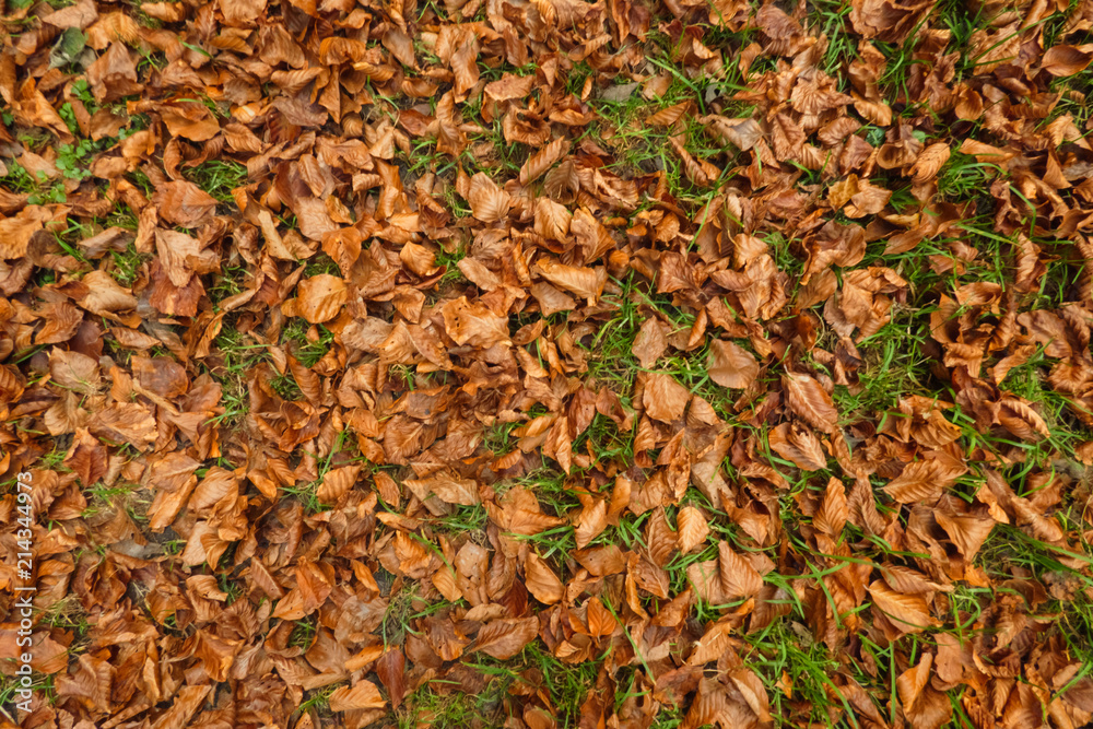 Autumn fallen beech leaves in the grass.
