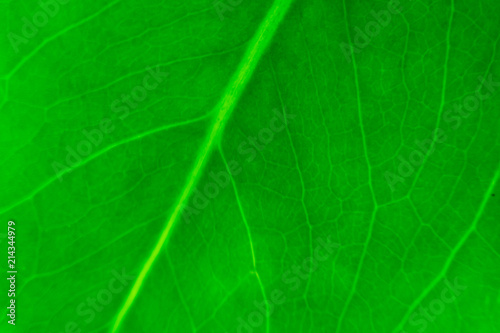 Close-up of a green leaf. Texture.