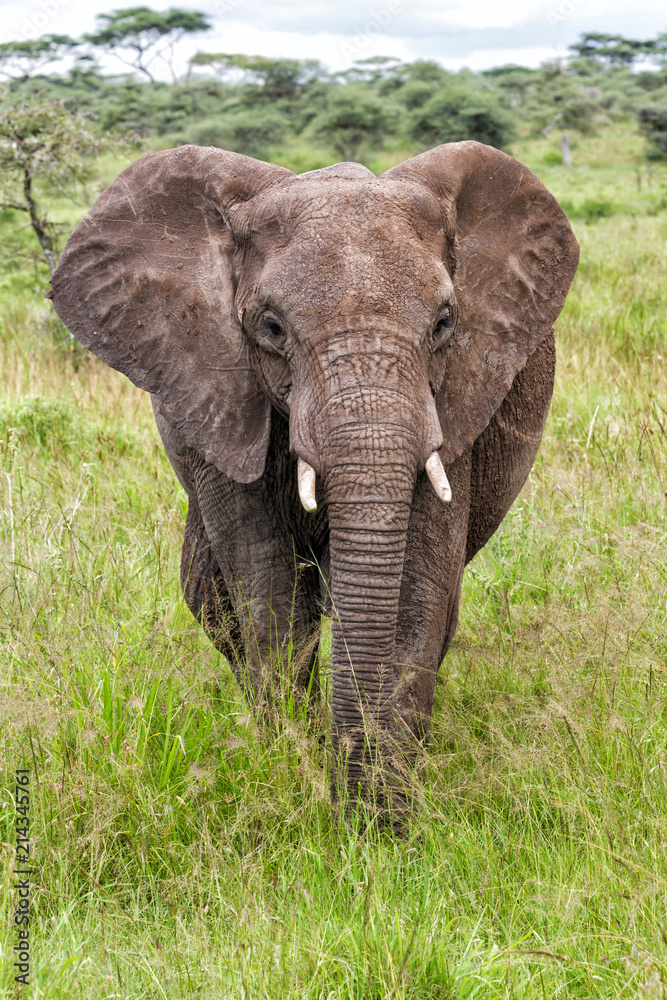 Elephant  in the green season in Serengeti National Park in Tanzania 