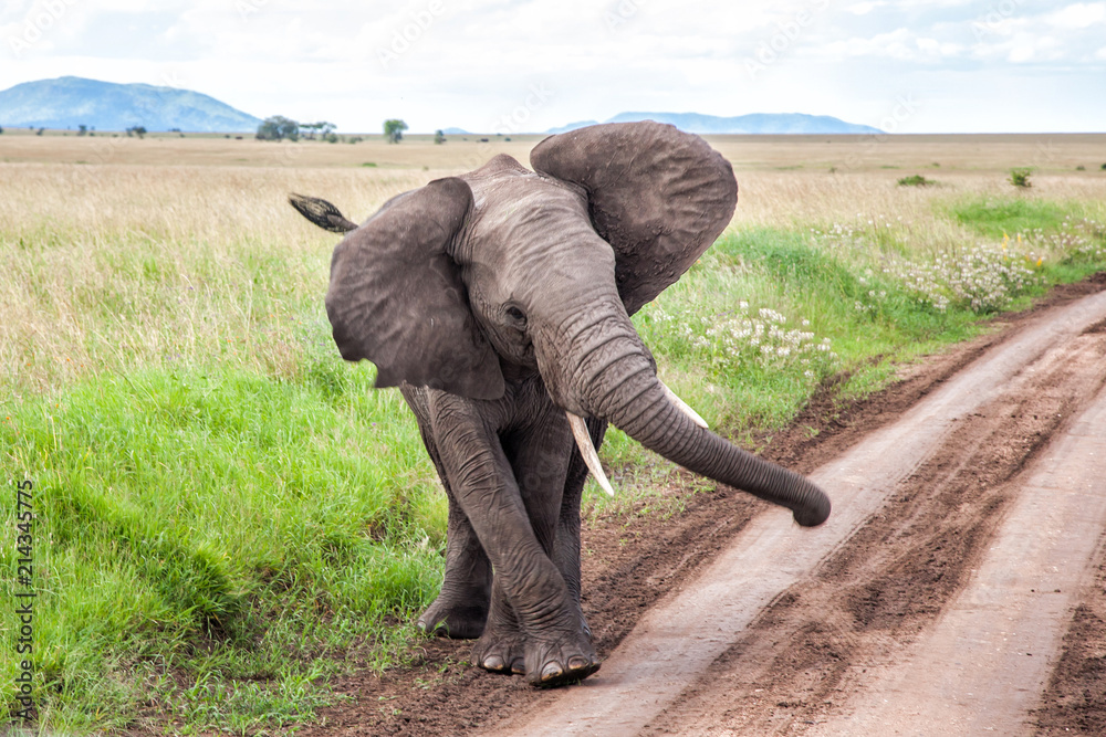 Fototapeta premium Elephant in the green season in Serengeti National Park in Tanzania 