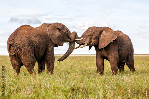 Two bull elephants on the plains in the green season in Serengeti National Park in Tanzania 