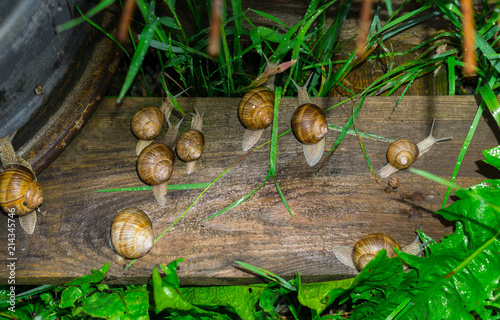 Many grape snails on a wooden board in the garden photo