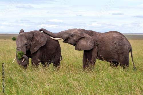 Two bull elephants on the plains in the green season in Serengeti National Park in Tanzania 