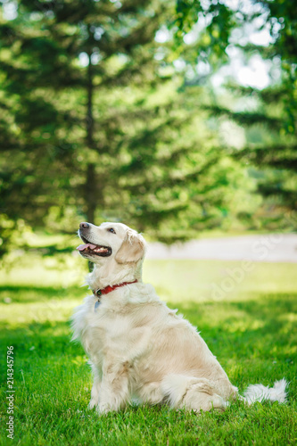 Golden retriever dog on a summer day