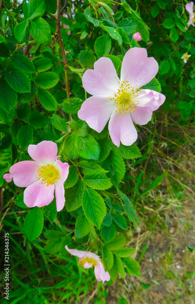 Beautiful pink flowers of wild rose on branches.