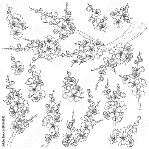 Spring Blossoming Branches Sketch