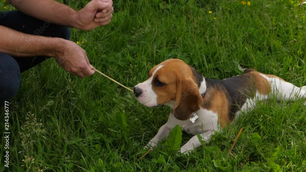 Funny beagle dog play with owner, bite green stick Funny beagle dog play with owner, bite green stick