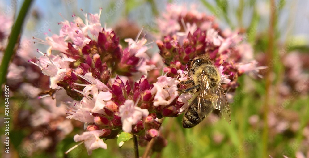 Fleißige Biene sammelt für leckeren Honig von einer lilalen Blüte Fleißige Biene sammelt für leckeren Honig von einer lilalen Blüte