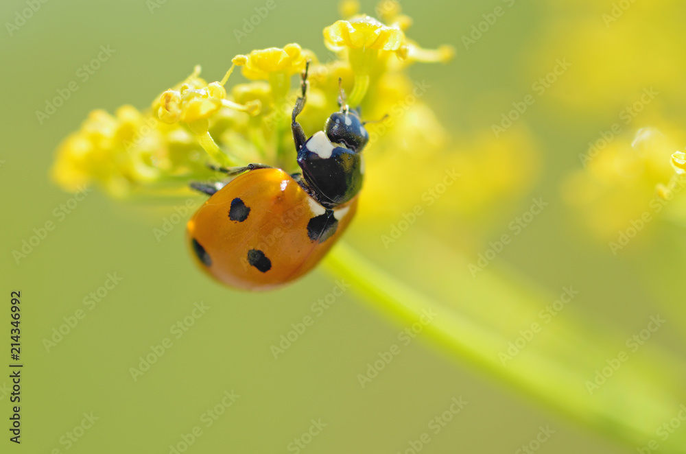 Fototapeta premium Ladybug on the plant flower.