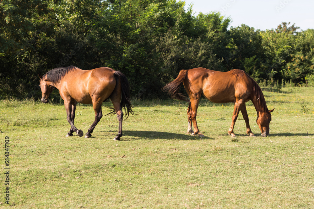 Two horses on the meadow at animal shelter surrounded by trees. Two horses on the meadow at animal shelter surrounded by trees.