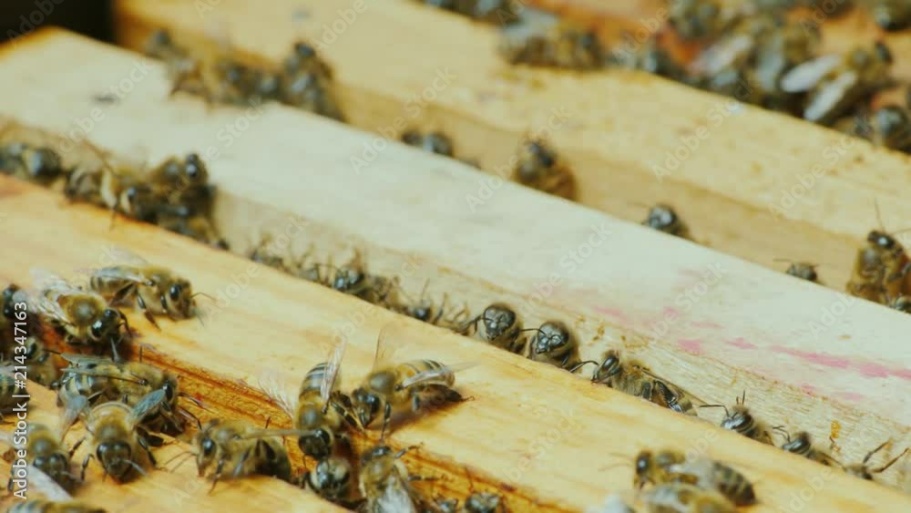 Hardworking bees work inside the hive Hardworking bees work inside the hive