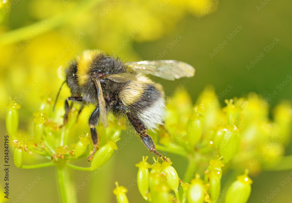 A bumblebee collects nectar from a flower. A bumblebee collects nectar from a flower.