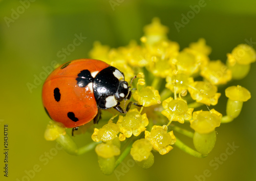 Ladybug on the plant flower.