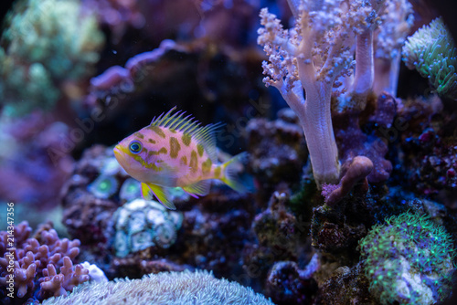 Pink fish between corals in aquarium