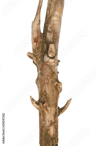 Part of tree stick isolated on white background