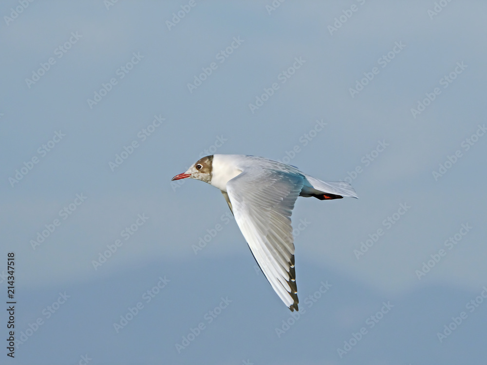 Black-headed gull (Chroicocephalus ridibundus) on flight, isolated on blue sky Black-headed gull (Chroicocephalus ridibundus) on flight, isolated on blue sky